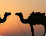 Colorful Rajasthan Heritage Tour